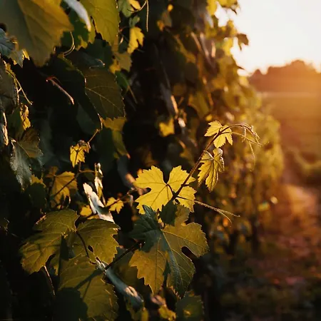 Villa Tinella - Piemonte's Vineyard Escape